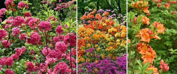 Весняний Банер Фото Барвистих Квітів Азалії Цвітуть Саду — стокове фото