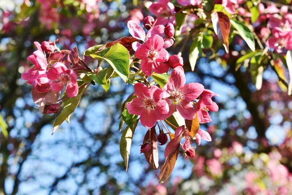 Foto Colorida Parque Primaveril Com Árvores Flores Rosa — Fotografia de Stock