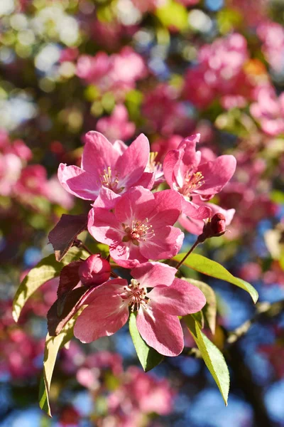 ピンク色の花々が咲き乱れる春の公園のカラフルな写真 — ストック写真