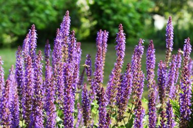 Güneşli bir günde tarlada açan güzel salvia nemorosa (adaçayı) çiçeklerine yakın çekim