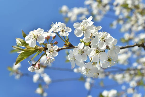 Κοντινό Πλάνο Του Κλαδιού Λευκά Άνθη Της Άνοιξης Στον Γαλάζιο — Φωτογραφία Αρχείου