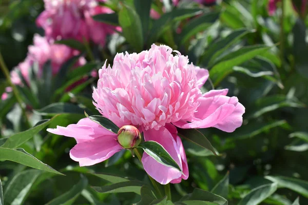 Closeup Pink Peony Flower Full Bloom Garden — Stock Photo, Image