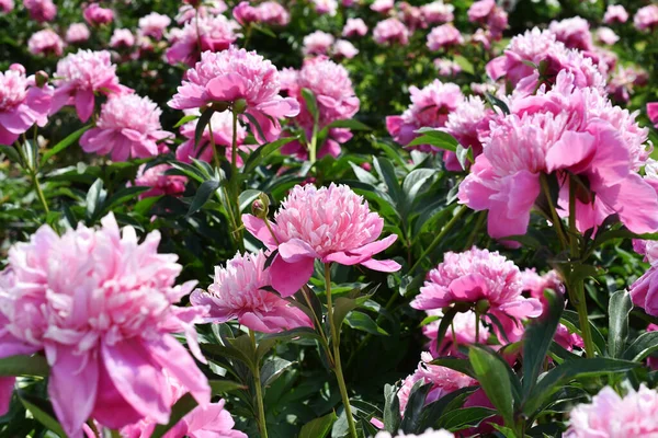 Красиві Рожеві Квіти Півонії Повному Розквіті Саду — стокове фото
