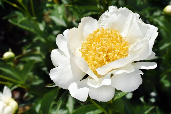Closeup White Peony Flower Patio Dublin Full Bloom Garden — Stock Photo, Image