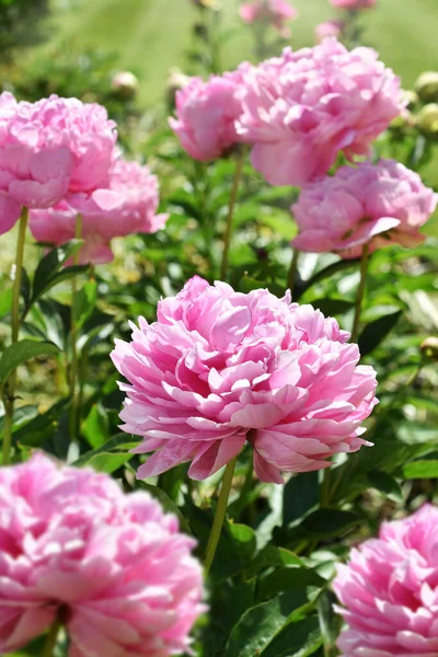 在花园里盛开的美丽的粉红色牡丹鲜花 — 图库照片