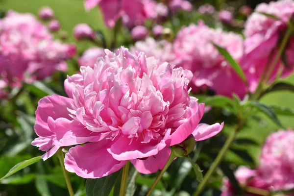 Großaufnahme Von Rosafarbenen Pfingstrosenblumen Voller Blüte Garten Stockfoto