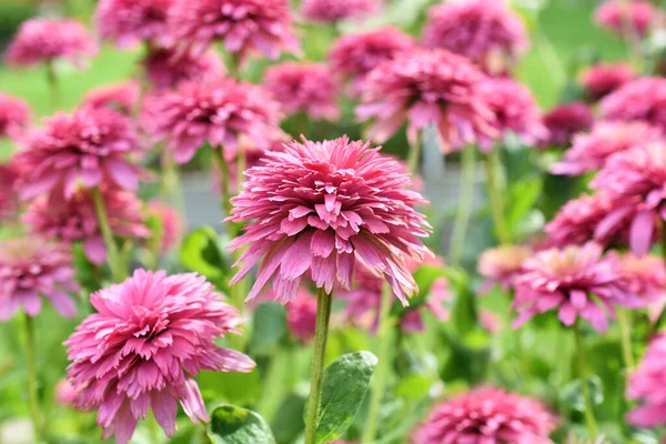 Рожева Ехінацея Цвіте Сорт Повному Розквіті Саду — стокове фото