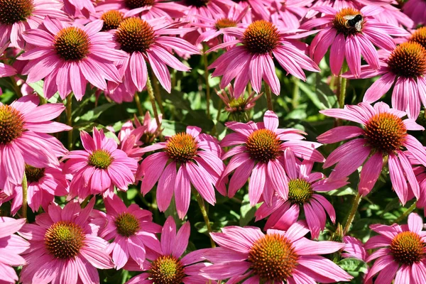 Цветочный Фон Розовой Эхинацеей Цветет Саду — стоковое фото