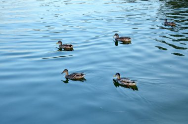 Göletin ya da gölün mavi sularında yüzen birkaç vahşi ördek.