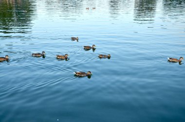 Göletin ya da gölün mavi sularında yüzen birkaç vahşi ördek.