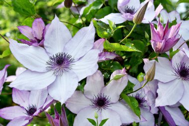 Güzel mor klematis çiçekleri yazın bahçede açar.