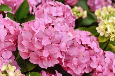 Bahçede açan güzel pembe ortanca çiçekleri