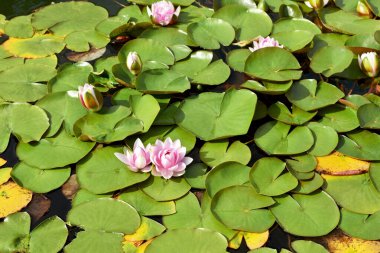 Pembe nilüfer çiçekleri ve yeşil yapraklı tomurcuklar. 