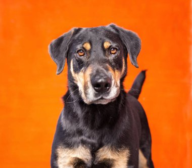 Stüdyoda izole edilmiş bir arka planda çekilmiş şirin bir köpek fotoğrafı.