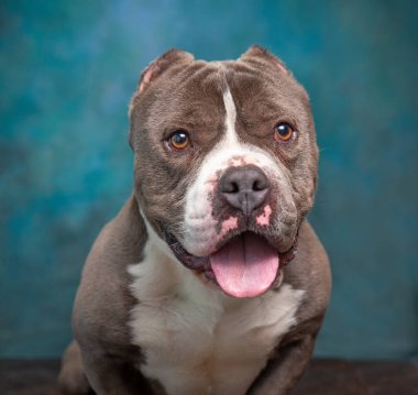 Stüdyoda izole edilmiş bir arka planda çekilmiş şirin bir köpek fotoğrafı.