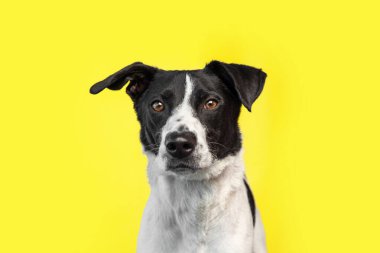 Stüdyoda izole edilmiş bir arka planda çekilmiş şirin bir köpek fotoğrafı.
