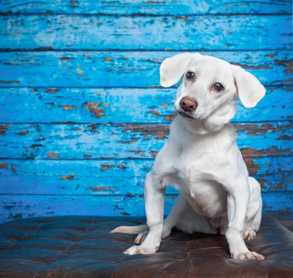 Χαριτωμένη Φωτογραφία Σκύλου Στούντιο Γυρισμένη Απομονωμένο Φόντο — Φωτογραφία Αρχείου