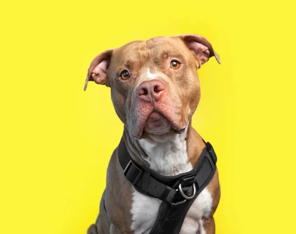 Stüdyoda Izole Edilmiş Bir Arka Planda Çekilmiş Şirin Bir Köpek — Stok fotoğraf