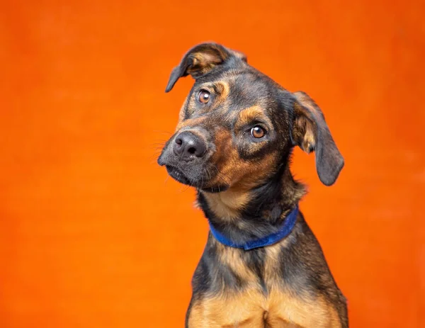 Χαριτωμένη Φωτογραφία Σκύλου Στούντιο Γυρισμένη Απομονωμένο Φόντο — Φωτογραφία Αρχείου