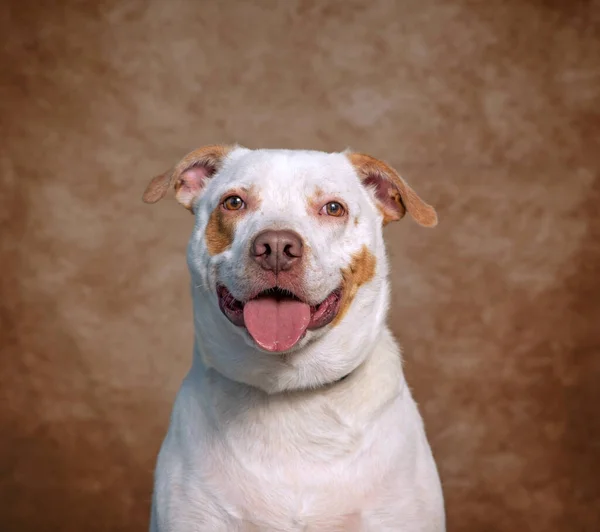 Симпатична Фотографія Собаки Студії Знімок Ізольованому Фоні — стокове фото