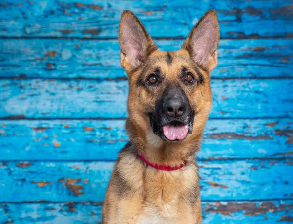 Niedliches Foto Eines Hundes Einem Studio Aufgenommen Vor Einem Isolierten — Stockfoto