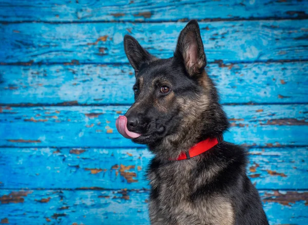 Niedliches Foto Eines Hundes Einem Studio Aufgenommen Vor Einem Isolierten — Stockfoto