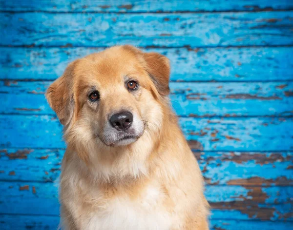 Милая Фотография Собаки Студии Снятая Изолированном Фоне — стоковое фото