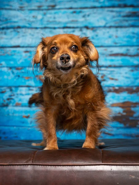 Милая Фотография Собаки Студии Снятая Изолированном Фоне — стоковое фото