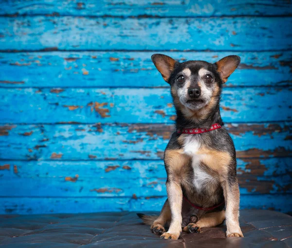 孤立した背景で撮影されたスタジオでの犬のかわいい写真 — ストック写真