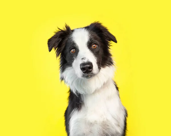 Stüdyoda Izole Edilmiş Bir Arka Planda Çekilmiş Şirin Bir Köpek — Stok fotoğraf