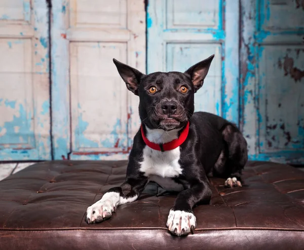 Leuke Foto Van Een Hond Een Studio Shot Een Geïsoleerde — Stockfoto