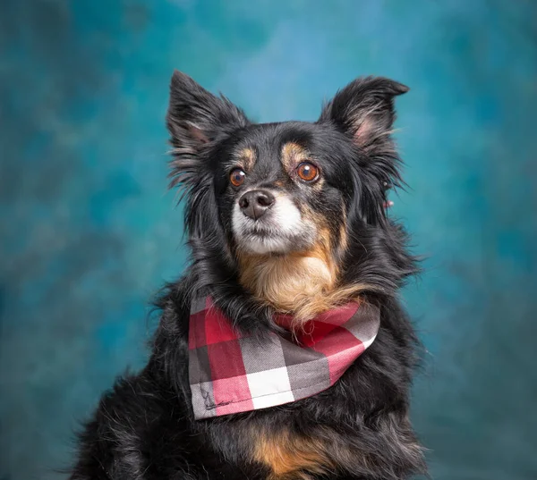 Cute Photo Dog Studio Shot Isolated Background — Stock Photo, Image