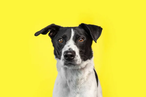 Cute Photo Dog Studio Shot Isolated Background — Stock Photo, Image
