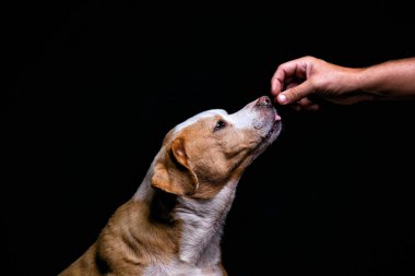 Stüdyoda izole edilmiş bir arka planda çekilmiş şirin bir köpek fotoğrafı.
