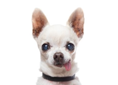 Stüdyoda izole edilmiş bir arka planda çekilmiş şirin bir köpek fotoğrafı.