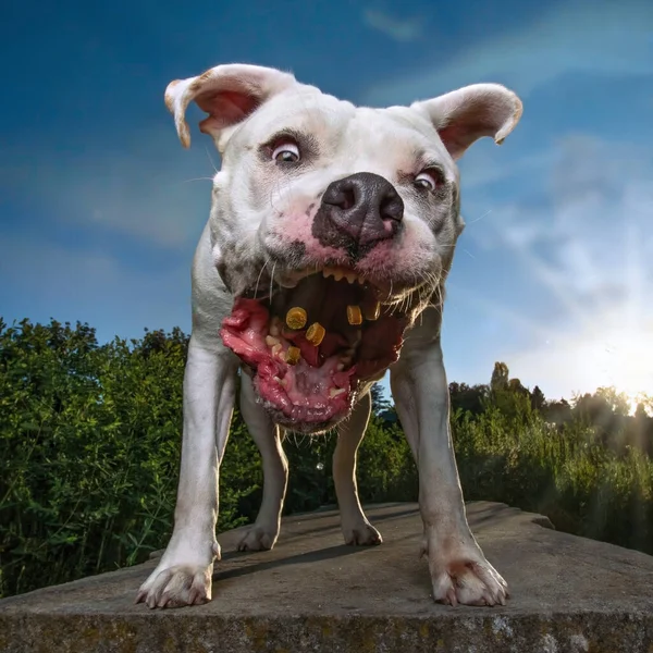 Cute Shot Dog Catching Treats Natural Background — Stock Photo, Image