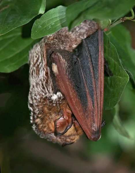 little brown bat hanging upside down in a tree