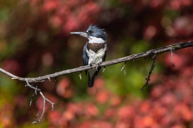 Kuşaklı balıkçı bir ağaçta 