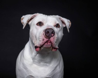 İzole edilmiş bir arka planda şirin bir köpeğin stüdyo çekimi.