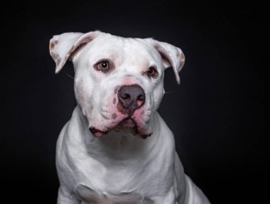 İzole edilmiş bir arka planda şirin bir köpeğin stüdyo çekimi.