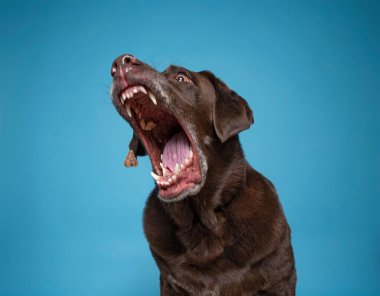 İzole edilmiş bir arka planda şirin bir köpeğin stüdyo çekimi.