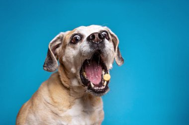 İzole edilmiş bir arka planda şirin bir köpeğin stüdyo çekimi.