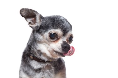 Stüdyoda izole edilmiş bir arka planda çekilmiş şirin bir köpek fotoğrafı.