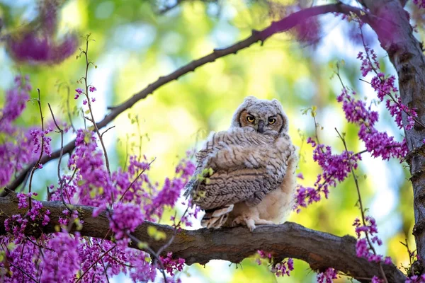 Beautiful Photo Great Horned Owl Natural Envionment - Stock-foto