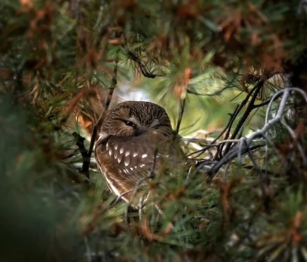Northern Saw Whet Owl Natural Environment — Stockfoto