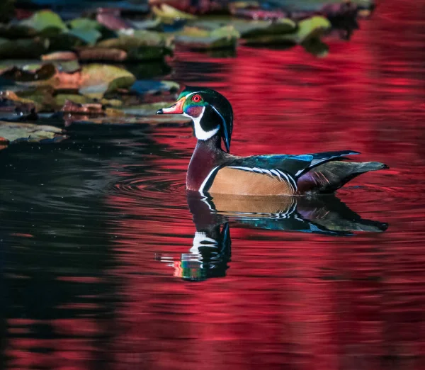 Schöne Und Farbenfrohe Ente Aus Holz Einer Natürlichen Umgebung — Stockfoto