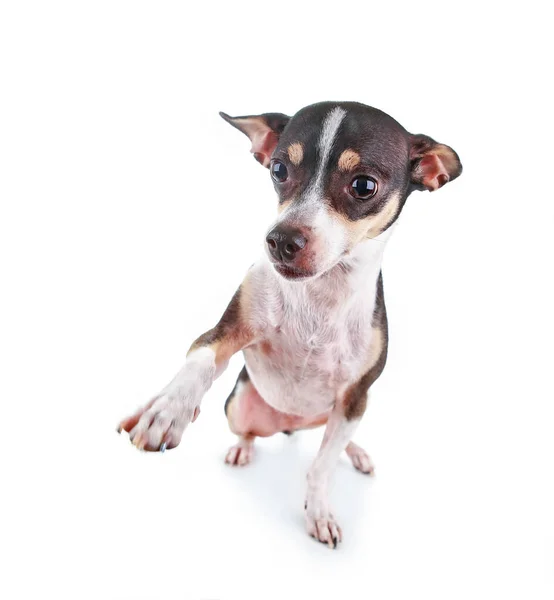 Chihuahua Śliczne Rat Terrier Mix Białym Tle Białym Tle — Zdjęcie stockowe