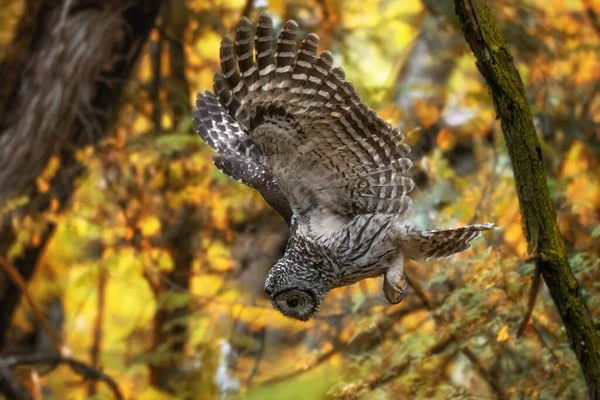 Beautiful Barred Owl Out Natural Environment — Fotografia de Stock