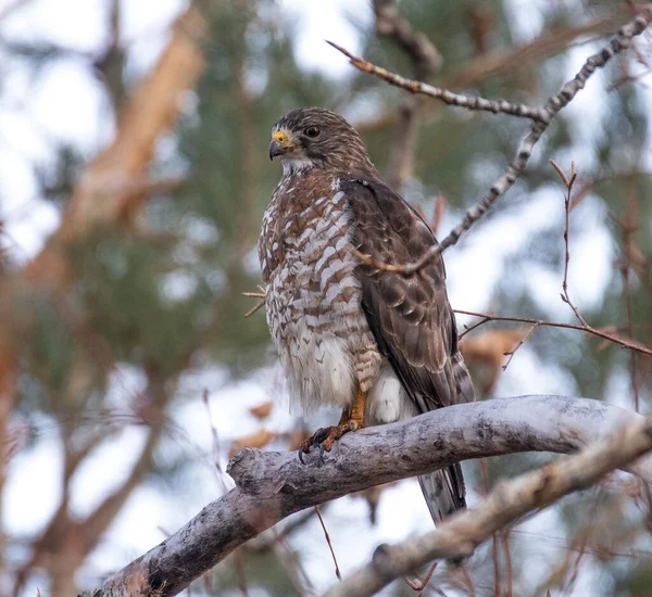 Broad Winged Hawk Natural Environment — Stockfoto