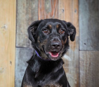 İzole edilmiş bir arka planda şirin bir köpeğin stüdyo çekimi.